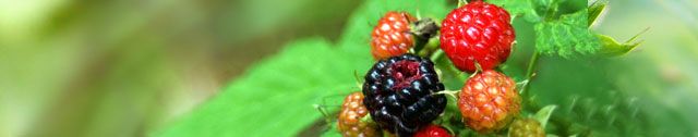 Farbstoff aus Brombeeren